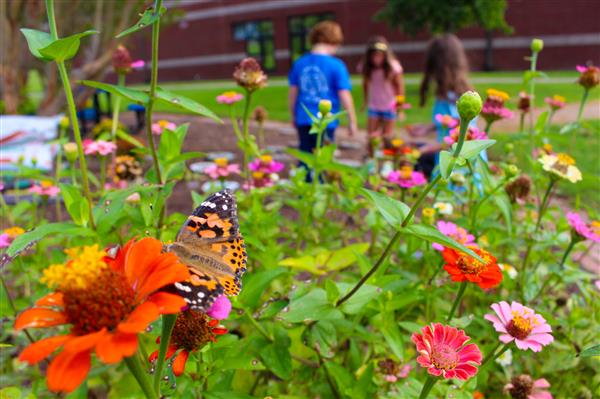 flower garden